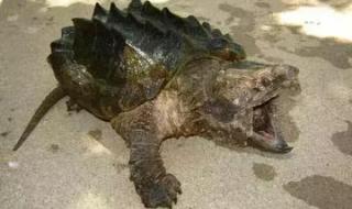 世界上最危险的乌龟